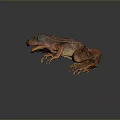 Detailed 3D Frog Model Displaying Organ Structures And Skin Texture Features