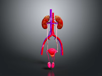 3D Anatomical Model of Abdominal Organs With Kidneys Blood Vessels and Bladder 3d model
