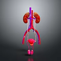 3D Anatomical Model of Abdominal Organs With Kidneys Blood Vessels and Bladder