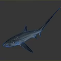 Detailed 3D Rendered Blue Shark With Long Tail Isolated On Gray Background