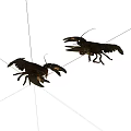 Two Black Crayfish Displayed On White Background With Extended Claws 3d model