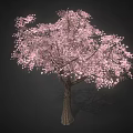 Pink Flowering Tree with Abundant Pink Blossoms in Full Bloom against Dark Background
