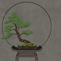 Bonsai Plant with Curved Trunk in Square Tray on Small Stool Round Yellow Light Background