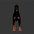 Doberman Pinscher Standing on Gray Background with Smooth Surface Reflection 3d model