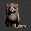 Realistic Ferret Light Brown And White Fur Standing On Dark Smooth Surface With Clear Reflection