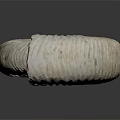 Ammonite Fossil Spiral Shell With Organ Like Structure And Hair Like Texture