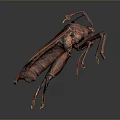 Unique Brown And Red Insect With Patterned Body And Long Detailed Legs