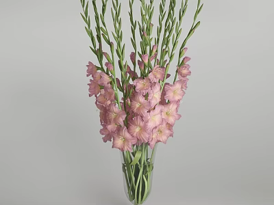 Pink Gladiolus Flowers In Clear Glass Vase With Green Stems On Light Gray Background 3d model