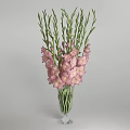 Pink Gladiolus Flowers In Clear Glass Vase With Green Stems On Light Gray Background