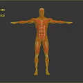Detailed Human Muscle Anatomy 3D Model In Red With Open Arms Pose