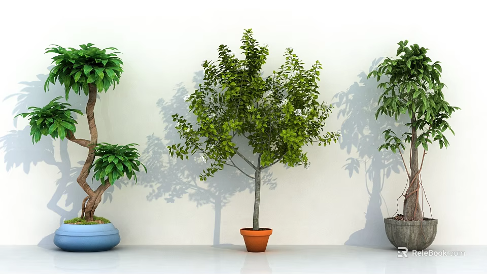 Potted Bonsai Trees In Blue Orange Gray Pots With Green Leaves Against White Wall 3d model 