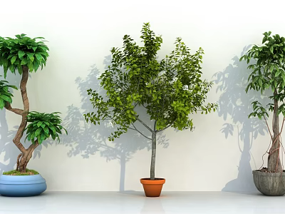 Potted Bonsai Trees In Blue Orange Gray Pots With Green Leaves Against White Wall 3d model