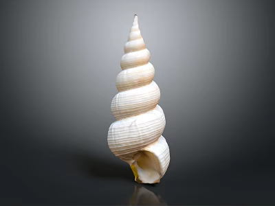 White Spiral Marine Conch Shell with Intricate Texture Isolated on Dark Background 3d model