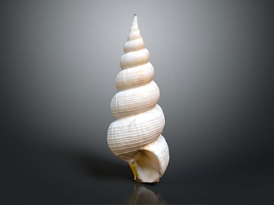 Modern Conch Bone Snail Field Snail model