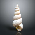 Modern Conch Bone Snail Field Snail 3d model