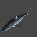 Realistic Gray Shark 3D Model With Open Mouth On Black Background