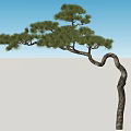 Scenic Pine Tree With Twisted Trunk And Green Needles Under Blue Sky In Grassland