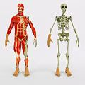 Detailed Human Limb Organ Anatomical Models Showing Muscular And Skeletal Components