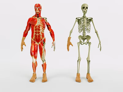 Detailed Human Limb Organ Anatomical Models Showing Muscular And Skeletal Components 3d model