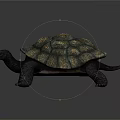 Realistic Detailed Dark Colored Turtle With Patterned Shell On Gray Background
