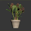 Indoor Potted Plant With Green Leaves And Red Flowers In Terracotta Pot Against Dark Background