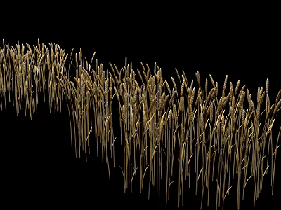 Golden Wheat Ears Garden Landscape With Black Background And Natural Design 3d model