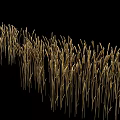 Golden Wheat Ears Garden Landscape With Black Background And Natural Design
