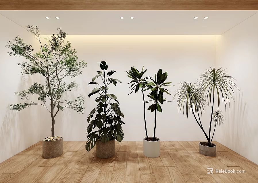 Indoor Bonsai Potted Plants with Various Foliage in Modern Room White Wall Wooden Floor 3d model 
