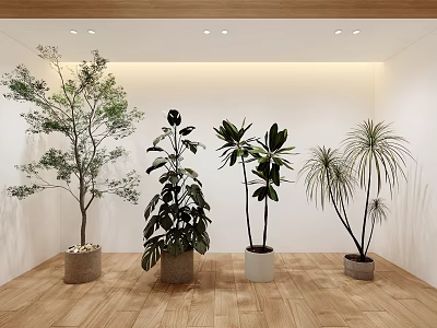 Indoor Bonsai Potted Plants with Various Foliage in Modern Room White Wall Wooden Floor 3d model