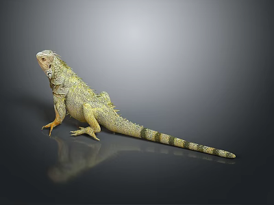 Light Green Striped Iguana With Orange Claws Scaly Body And Long Tail On Gray Background 3d model