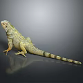Light Green Striped Iguana With Orange Claws Scaly Body And Long Tail On Gray Background