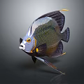 Colorful Marine Angelfish With Vibrant Scales Distinctive Fins And Yellow Markings