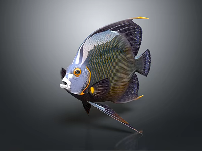 Colorful Marine Angelfish With Vibrant Scales Distinctive Fins And Yellow Markings 3d model
