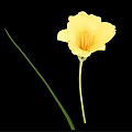 Yellow Blooming Flower With Buds Green Stem And Leaves In Vase On Black Background
