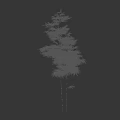 Tall Green Bamboo Plant With Silhouette Of A Person