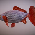 Vibrant Aquatic Animal With Silver Body Orange Fins Tail And Red Eyes