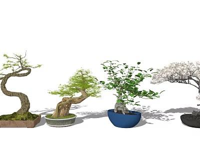 Various Bonsai Plants with Curved Trunks Lush Green Leaves and White Blossoms in Different Pots 3d model