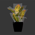 Vibrant Variegated Leaves Plant in Black Ceramic Pot on Dark Background