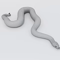 Brown and Black Patterned Reptile Snake with Curved Body on White Background