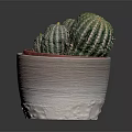 Green Striped Cacti Growing In Textured Beige Pot With Red Inner