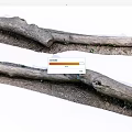 Natural Stone Wood Logs With Moss And Soil For Home Decoration