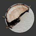 Wooden Stump Cross Section With Natural Wood Grain On White Circular Base