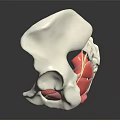 Medical Device Pelvic Anatomical Model With Detailed Internal Structure 3d model