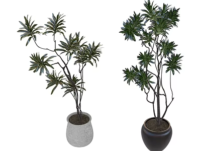 Indoor Plant Combination Featuring Two Potted Plants in Gray and Black Planters with Lush Leaves 3d model
