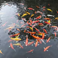 Colorful Koi Fish Swimming In Clear Pond Water With Various Bright Colors