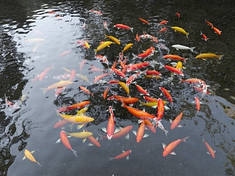 Modern Fish Koi Fish Group Koi Fish Group Japanese Koi Carp Fish Goldfish Combination Koi Red Yellow Goldfish Koi 3d model