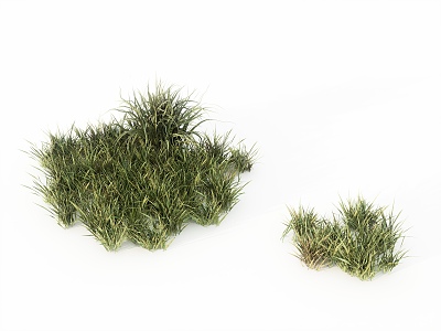 Grass is 3d model