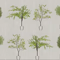 Various Bonsai Potted Plants With Different Shapes In White Ceramic Pots