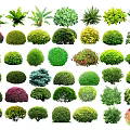 Various Types Of Shaped And Colored Shrubs For Garden Landscaping Projects