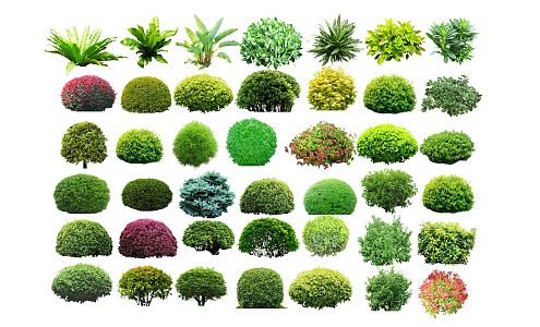 Modern shrub spherical shrub ball landscape plant group privet red-leaf heather 3d model